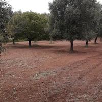 Uliveto contrada Filaccia