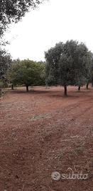 Uliveto contrada Filaccia