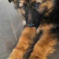 Cucciolo pastore tedesco