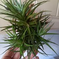 pianta di tillandsia