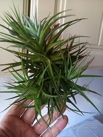 pianta di tillandsia