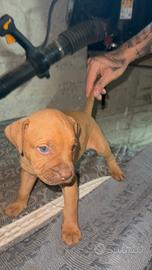 Pitbull