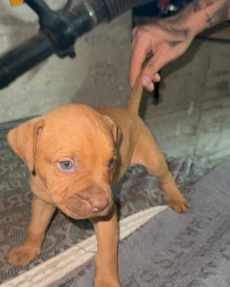 Pitbull