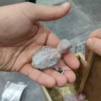 Inseparabili roseicollis