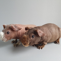 Cavia Skinny, cavia nuda, e portatori di Skinny