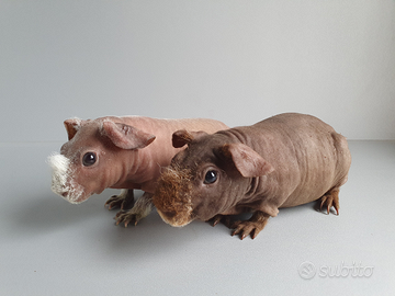 Cavia Skinny, cavia nuda, e portatori di Skinny