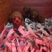 Barboncino micro.scopico