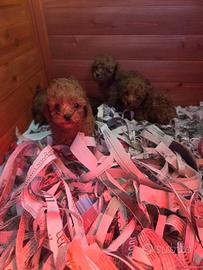 Barboncino micro.scopico