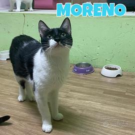 Moreno gatto bianconero di 2 anni