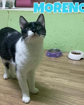 Moreno gatto bianconero di 2 anni