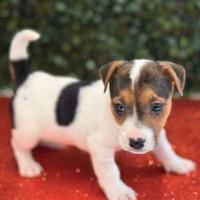 Jack Russell
