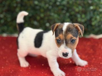 Jack Russell