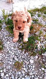 Lagotto romagnolo