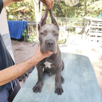 Cane Corso