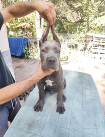 Cane Corso