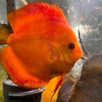 Discus acquario