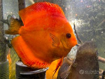 Discus acquario