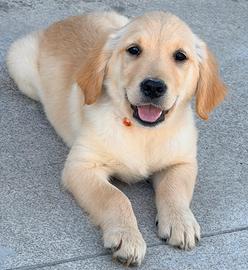 Cuccioli golden Retriever