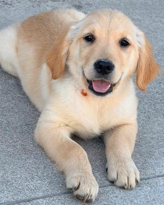 Cuccioli golden Retriever