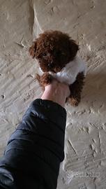 Teacup red brown coreano