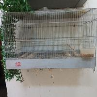 Gabbie usate allevamento fringillidi / canarini