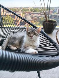 Gattini 3 mesi appena svezzati