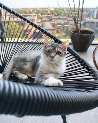 Gattini 3 mesi appena svezzati