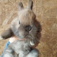 Vendita coniglietti nani