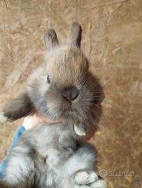 Vendita coniglietti nani