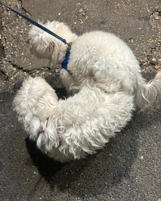 Maltese