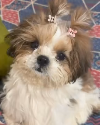Shitzu Toy