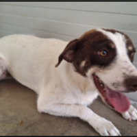 Palmiro 3anni kg15 in canile da cucciolo.SUD