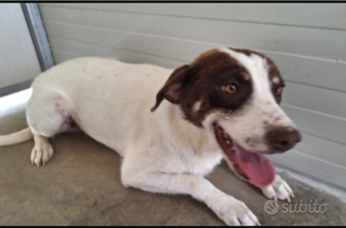 Palmiro 3anni kg15 in canile da cucciolo.SUD