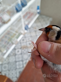 Coppia cardellini acianici