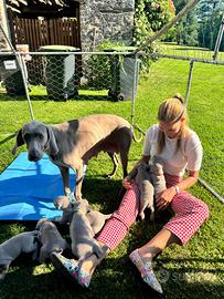 Cuccioli di Weimaraner a pelo corto