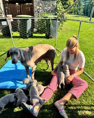 Cuccioli di Weimaraner a pelo corto