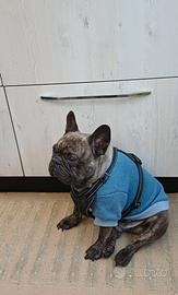 Bulldog Francese per Monta