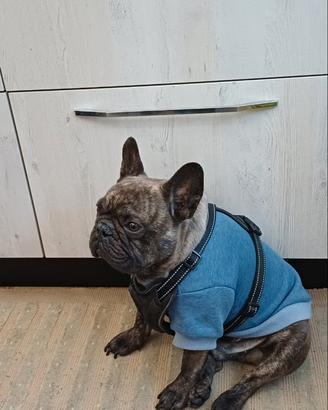 Bulldog Francese per Monta