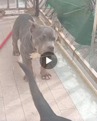American bully