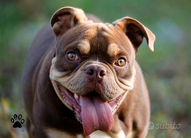 Cucciolone di American bully