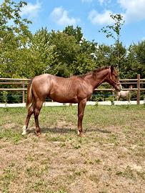 Paint Horse