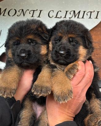 Pastore Tedesco cuccioli disponibili
