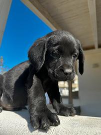 Cucciolo di Labrador