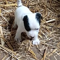 Cucciola jack Russell