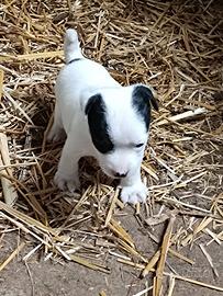 Cucciola jack Russell
