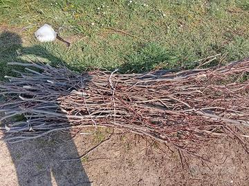 frasche  accendi stufa 