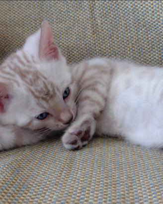 Gatto bengala snow