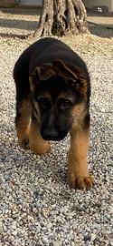 Cuccioli pastore tedesco