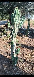 piante grasse Cereus mostruoso 
