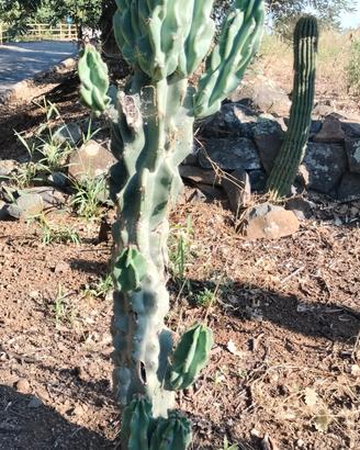 piante grasse Cereus mostruoso 